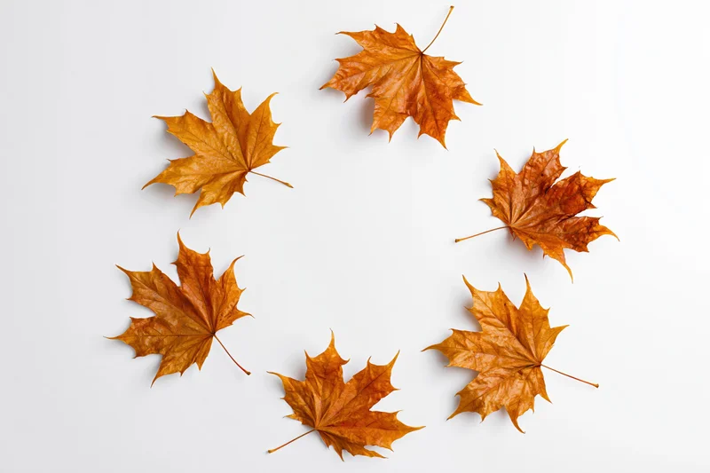 Seven dry autumn maple leaves arranged in a circle on white background