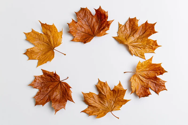 Seven dry maple leaves arranged in a circle on white background with copyspace