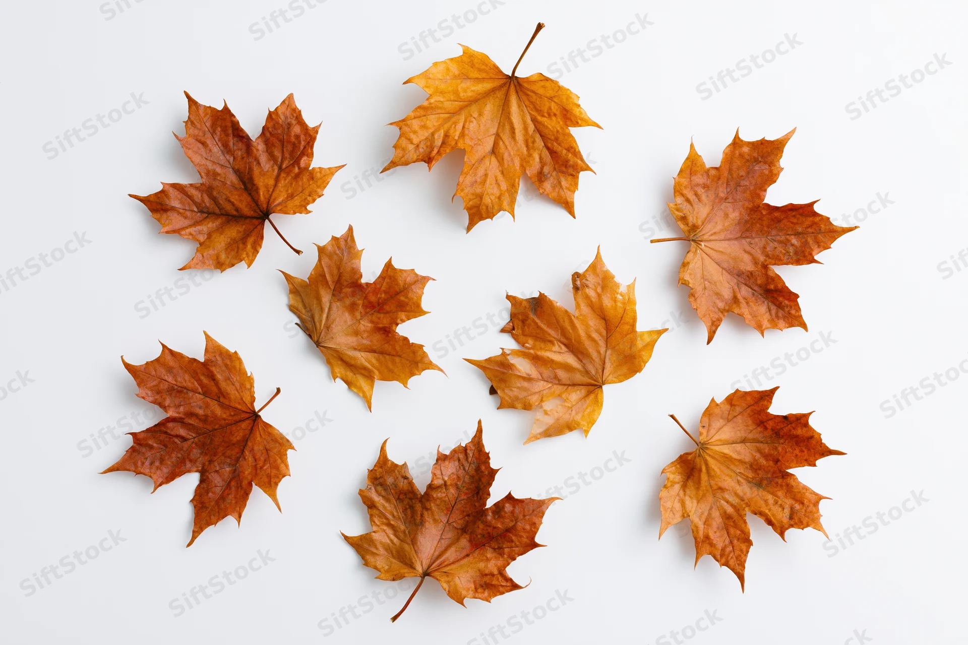 Dry maple leaves scattered on white background with copyspace