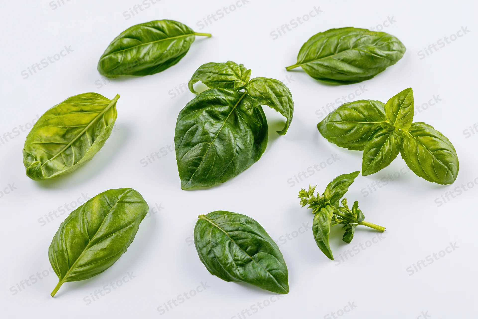 Fresh basil leaves and a small sprig arranged on a white surface