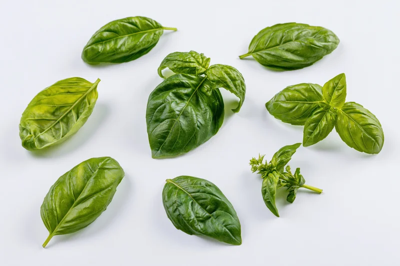 Fresh basil leaves and a small sprig arranged on a white surface