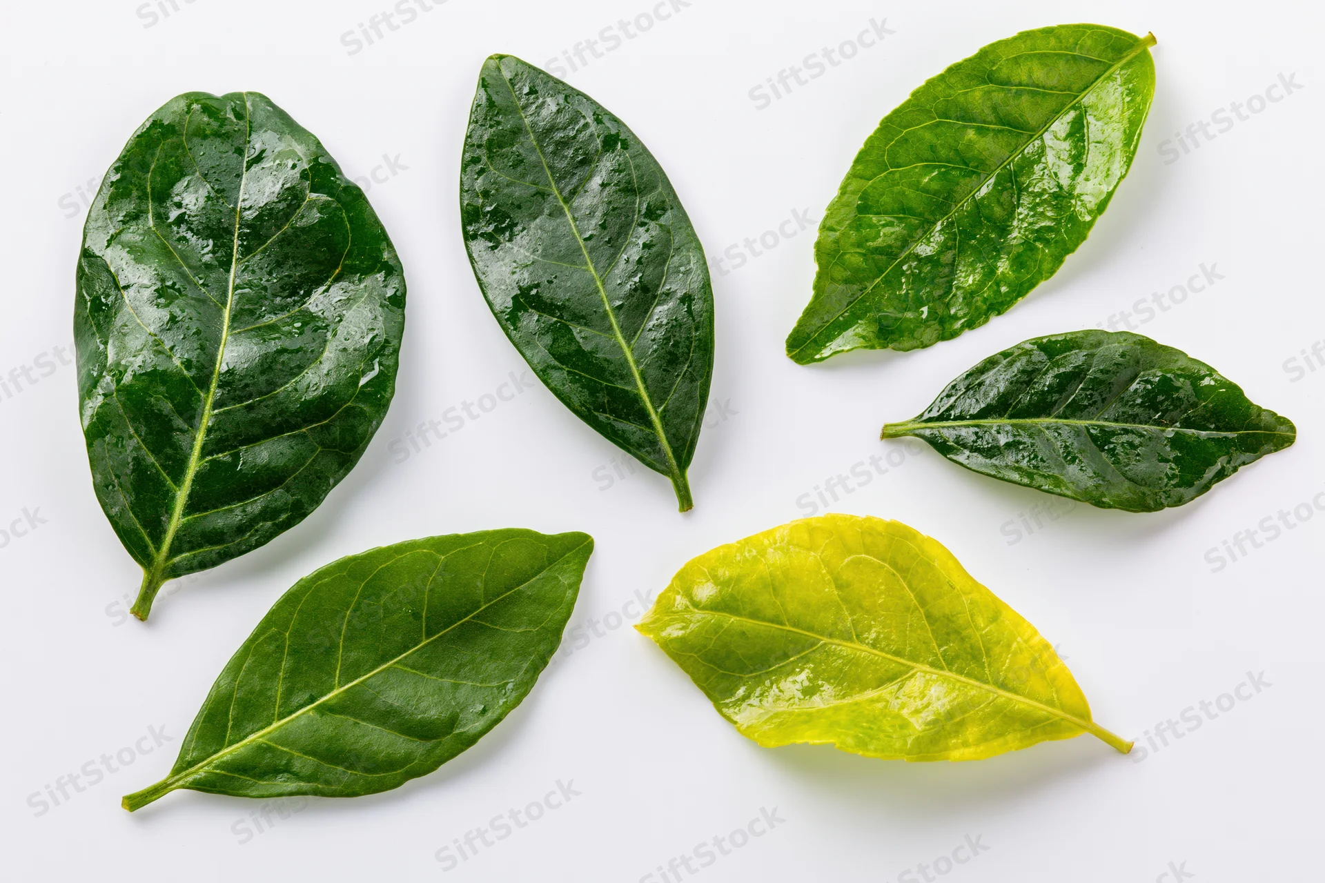 Seven green leaves of varying shades arranged in a scattered pattern on white background