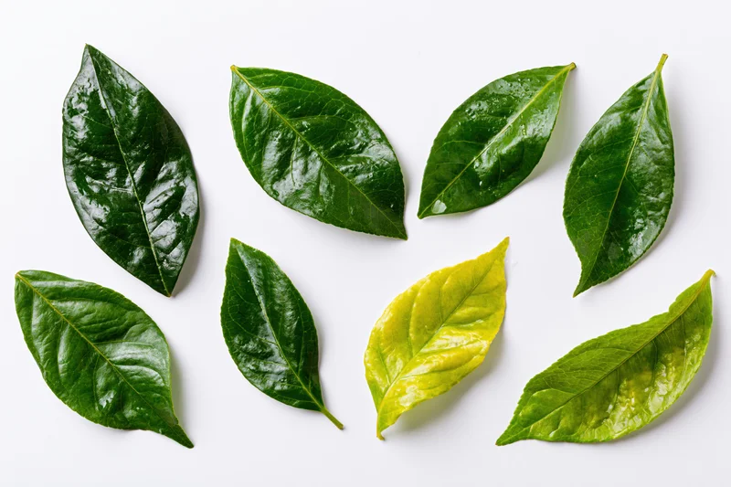 Green leaves of varying shades arranged in a scattered pattern on white background
