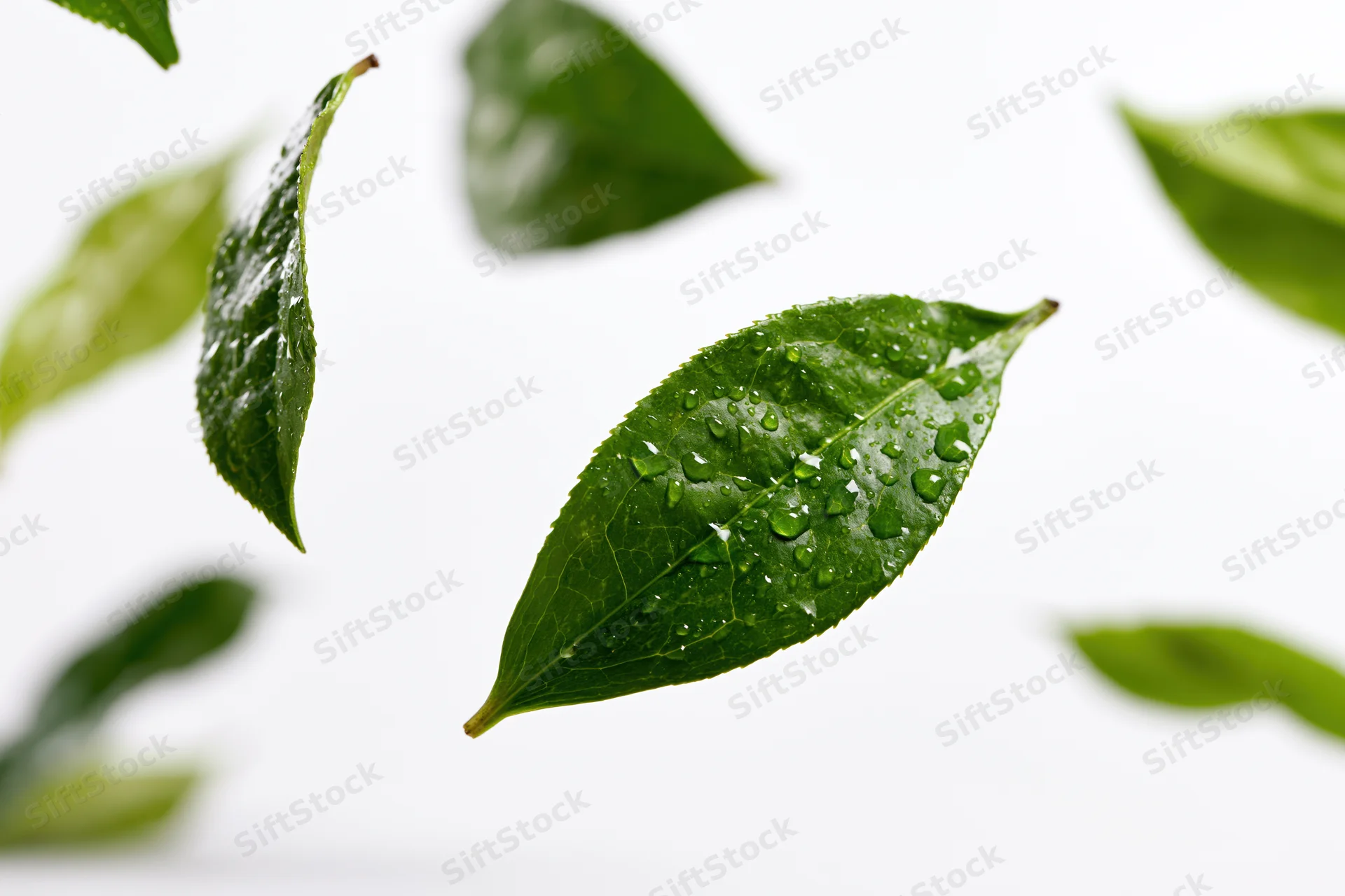 Fresh green tea leaves suspended midair with water droplets against white background