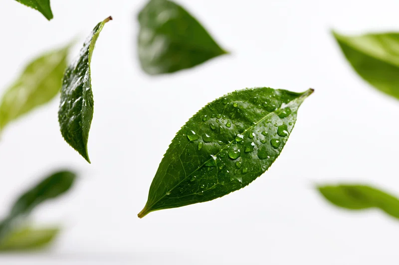 Fresh green tea leaves suspended midair with water droplets against white background