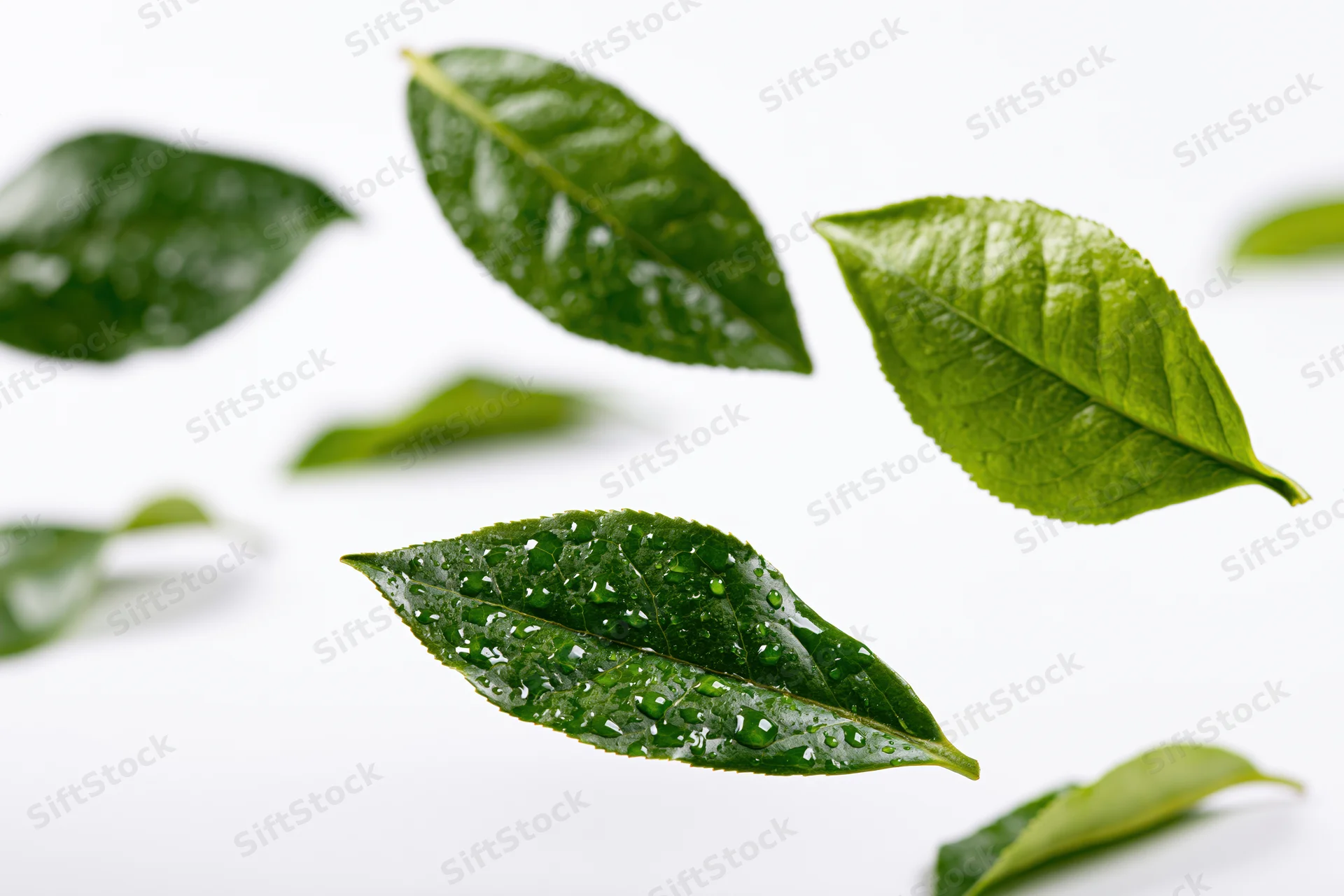 Fresh green tea leaves suspended midair with water droplets on white background