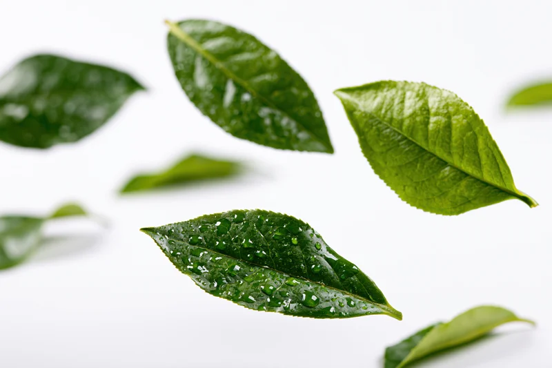 Fresh green tea leaves suspended midair with water droplets on white background