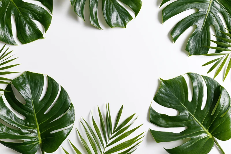 Monstera and palm leaves arranged in a frame on white background with copyspace