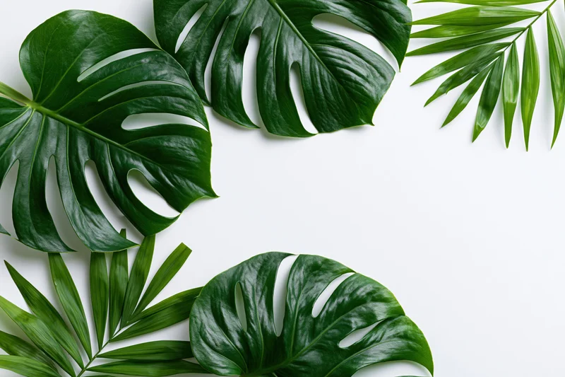 Monstera and palm leaves arranged in a flat lay on white background with copyspace