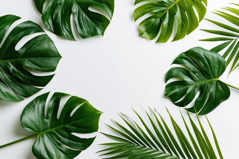 Monstera and palm leaves arranged in a circular frame on white background with copyspace