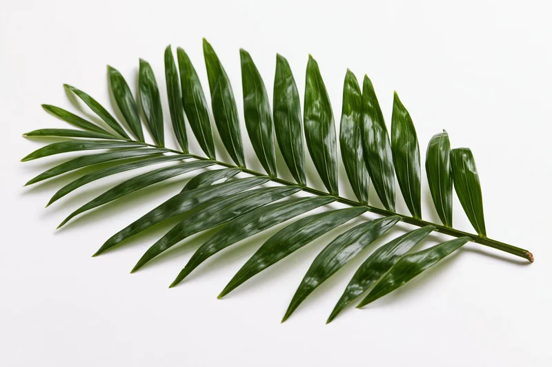 Single tropical palm frond lying flat on white background
