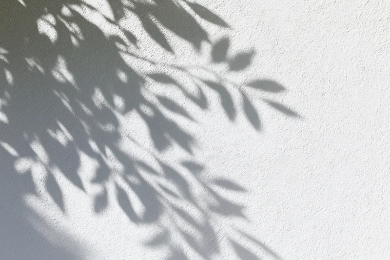 Dappled leaf shadows on a white textured wall outdoors