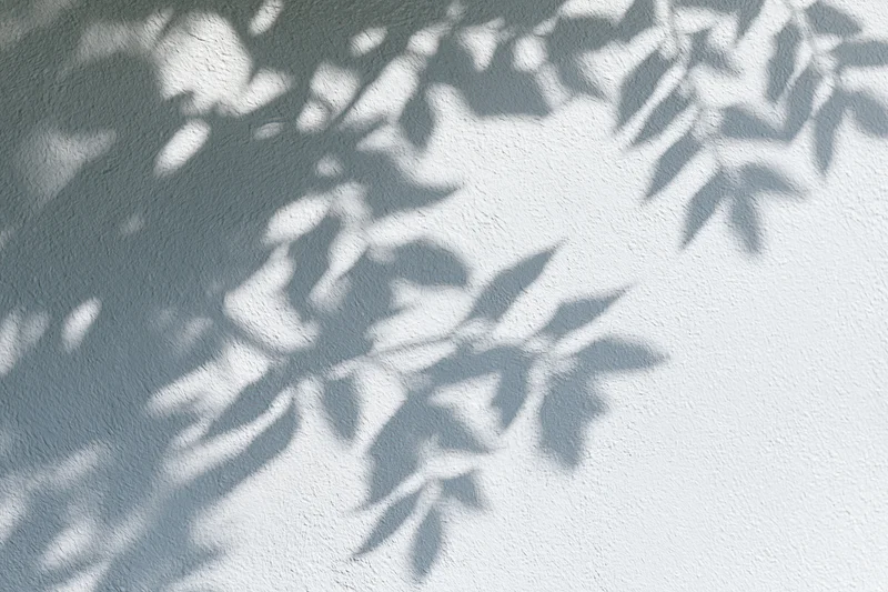 Dappled leaf shadows on a white textured wall outdoors