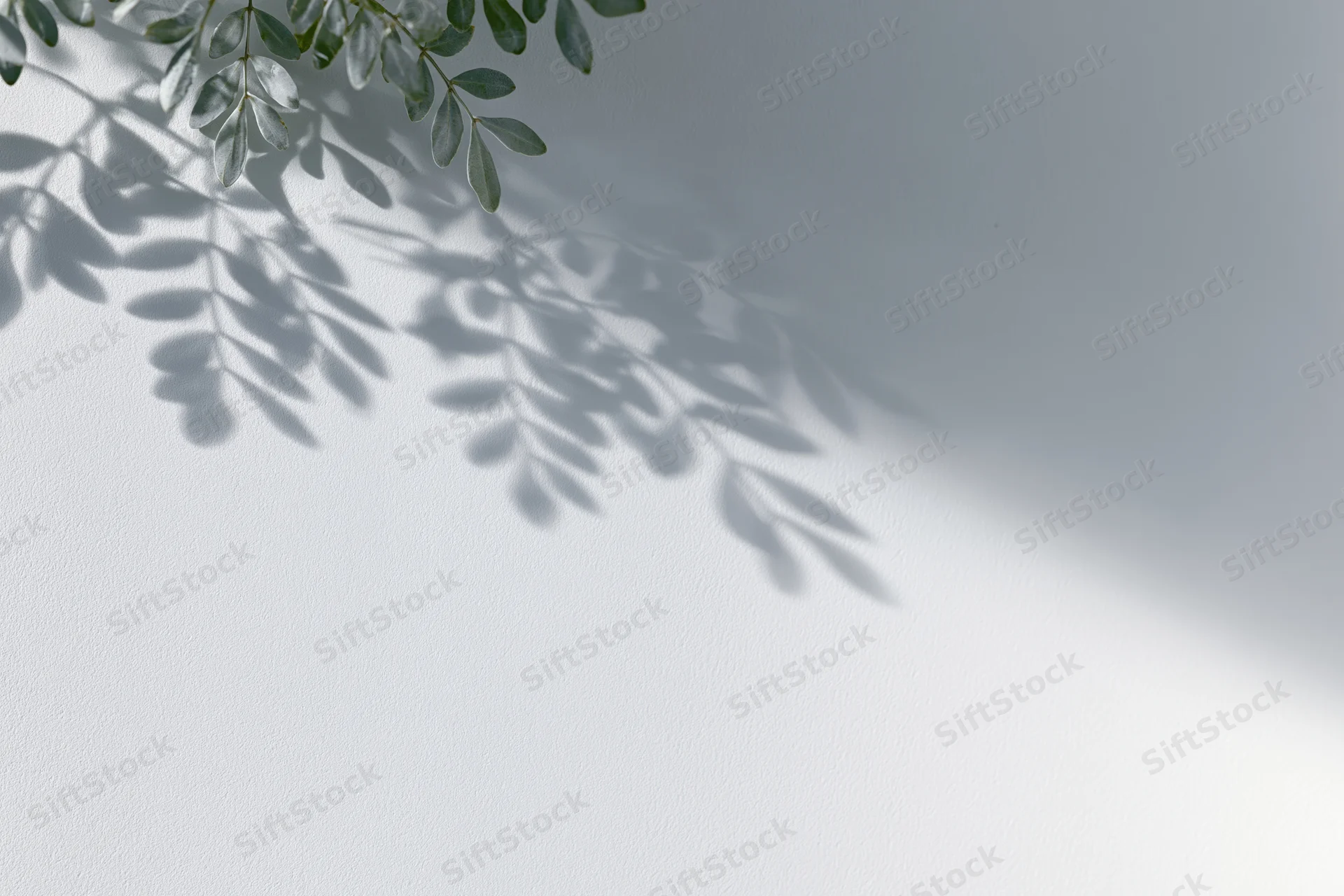 Soft shadow of leafy branches cast on a white wall