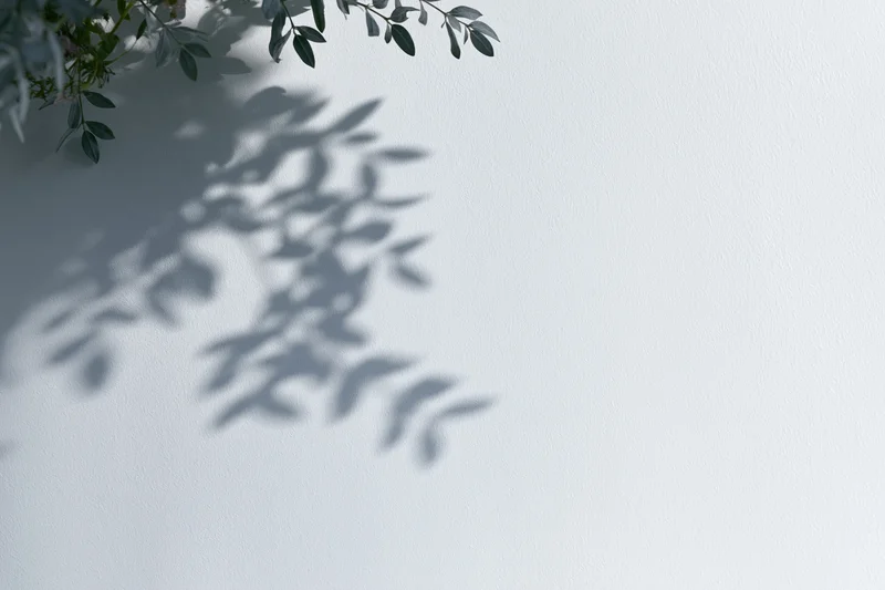 Soft shadow of leafy branches cast on a white wall