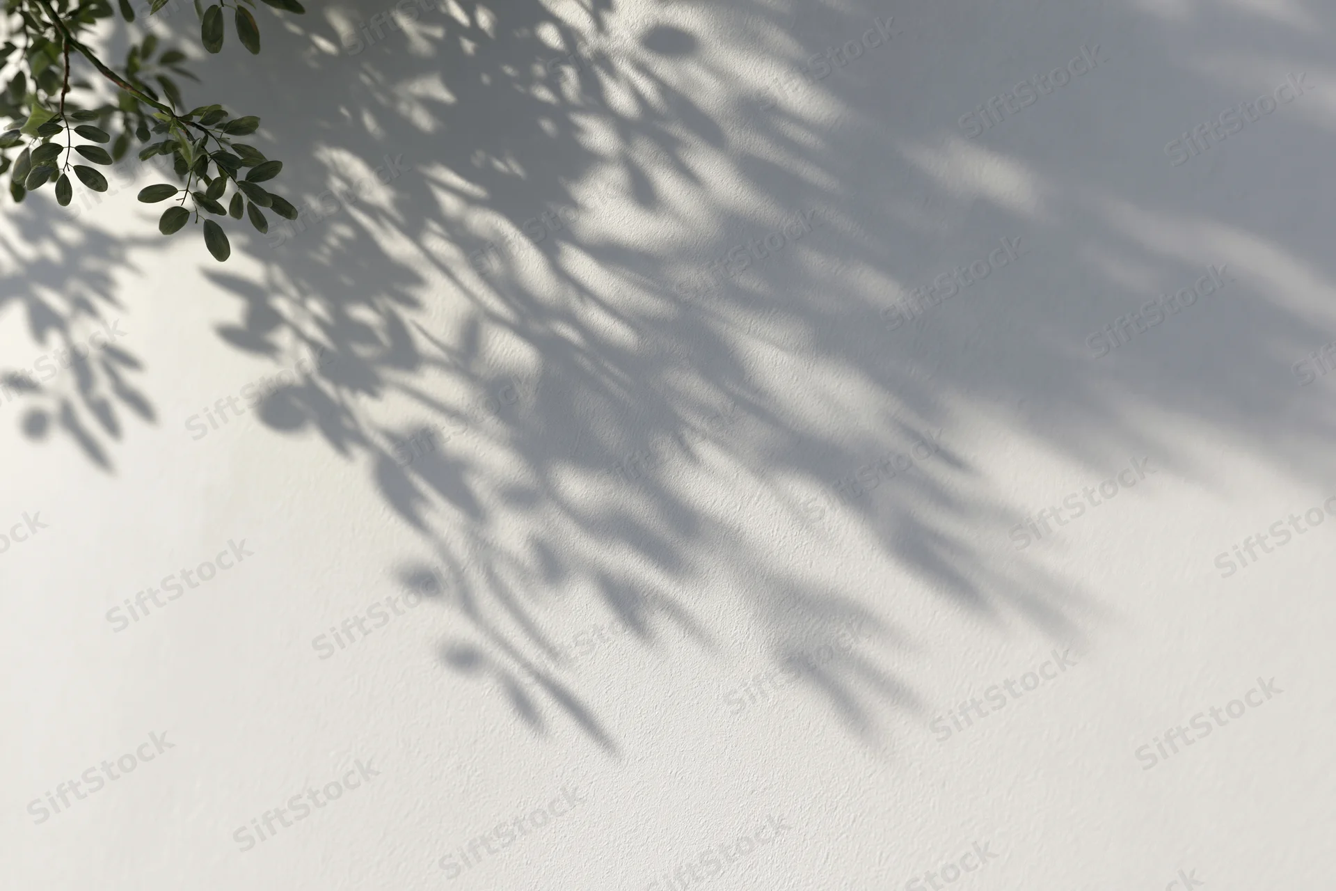 Soft shadow of leafy branches cast on a white textured wall