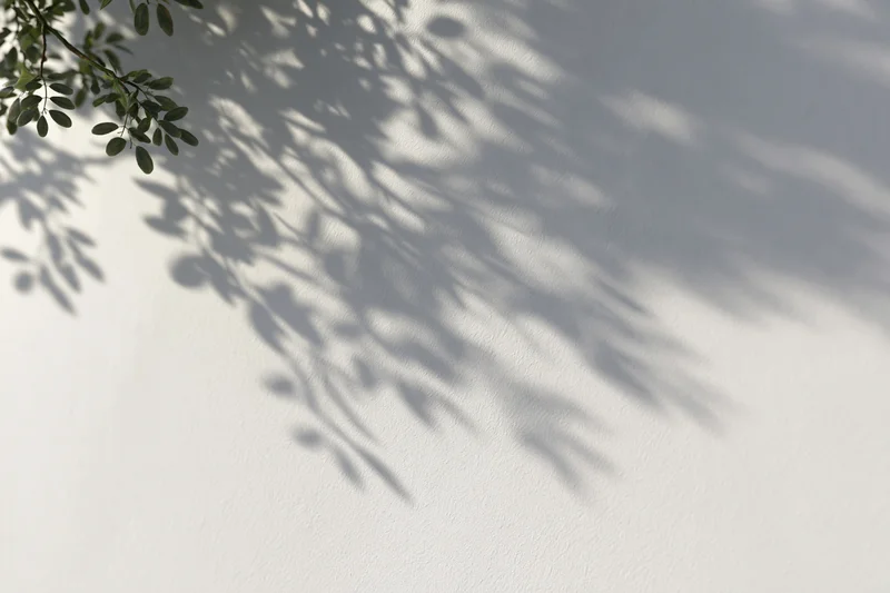 Soft shadow of leafy branches cast on a white textured wall