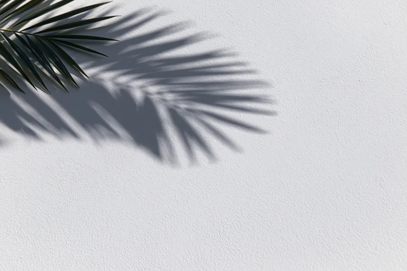 Palm frond casting a shadow on a white wall outdoors