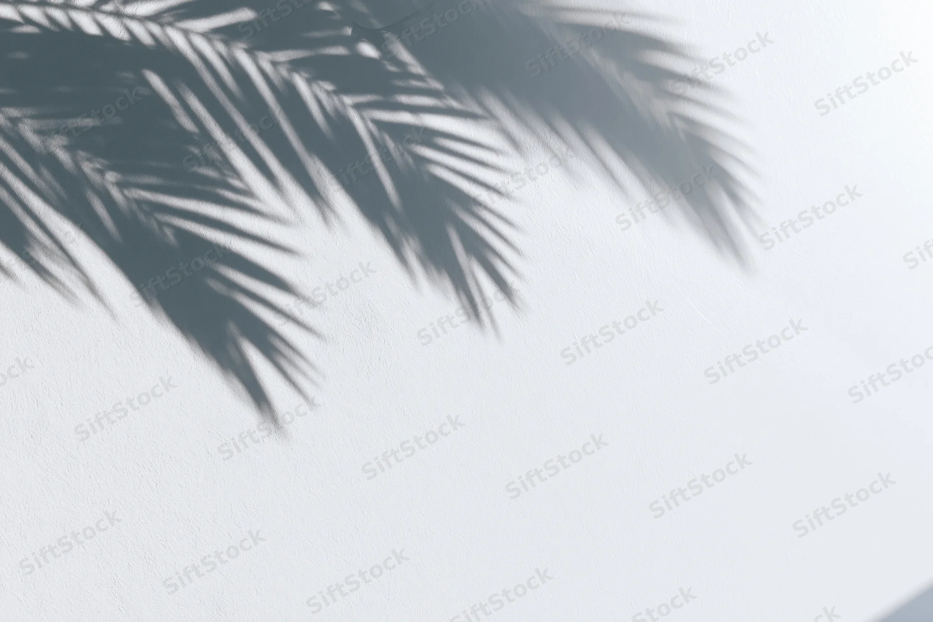 Shadow of palm fronds on a white wall with soft sunlight and copyspace