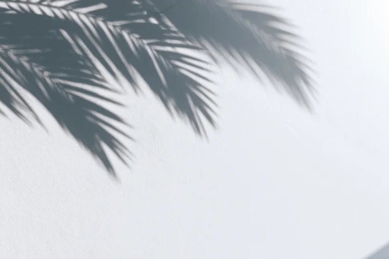 Shadow of palm fronds on a white wall with soft sunlight and copyspace
