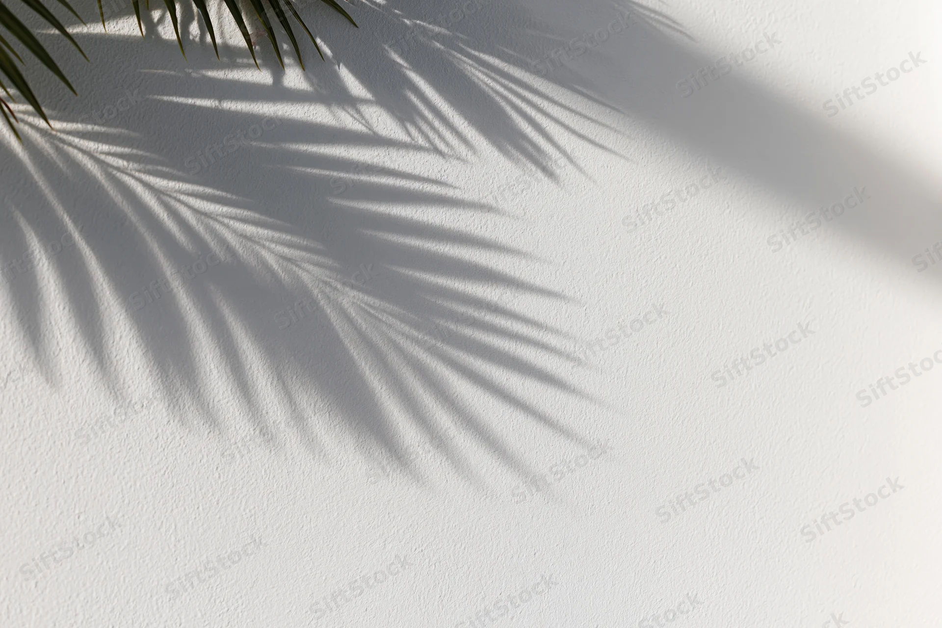Palm frond shadow on a white wall with copyspace