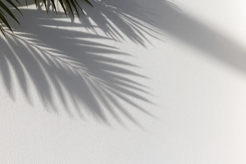 Palm frond shadow on a white wall with copyspace