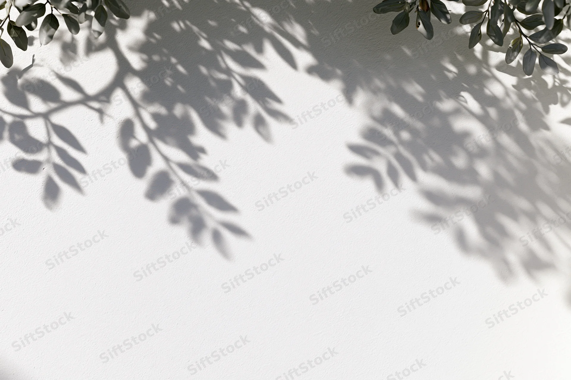 Leafy branches casting soft shadows on a white wall