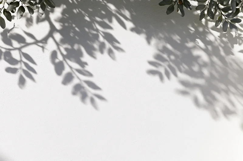 Leafy branches casting soft shadows on a white wall