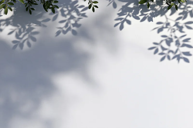 Soft shadows of leafy branches cast on a white surface with copyspace below