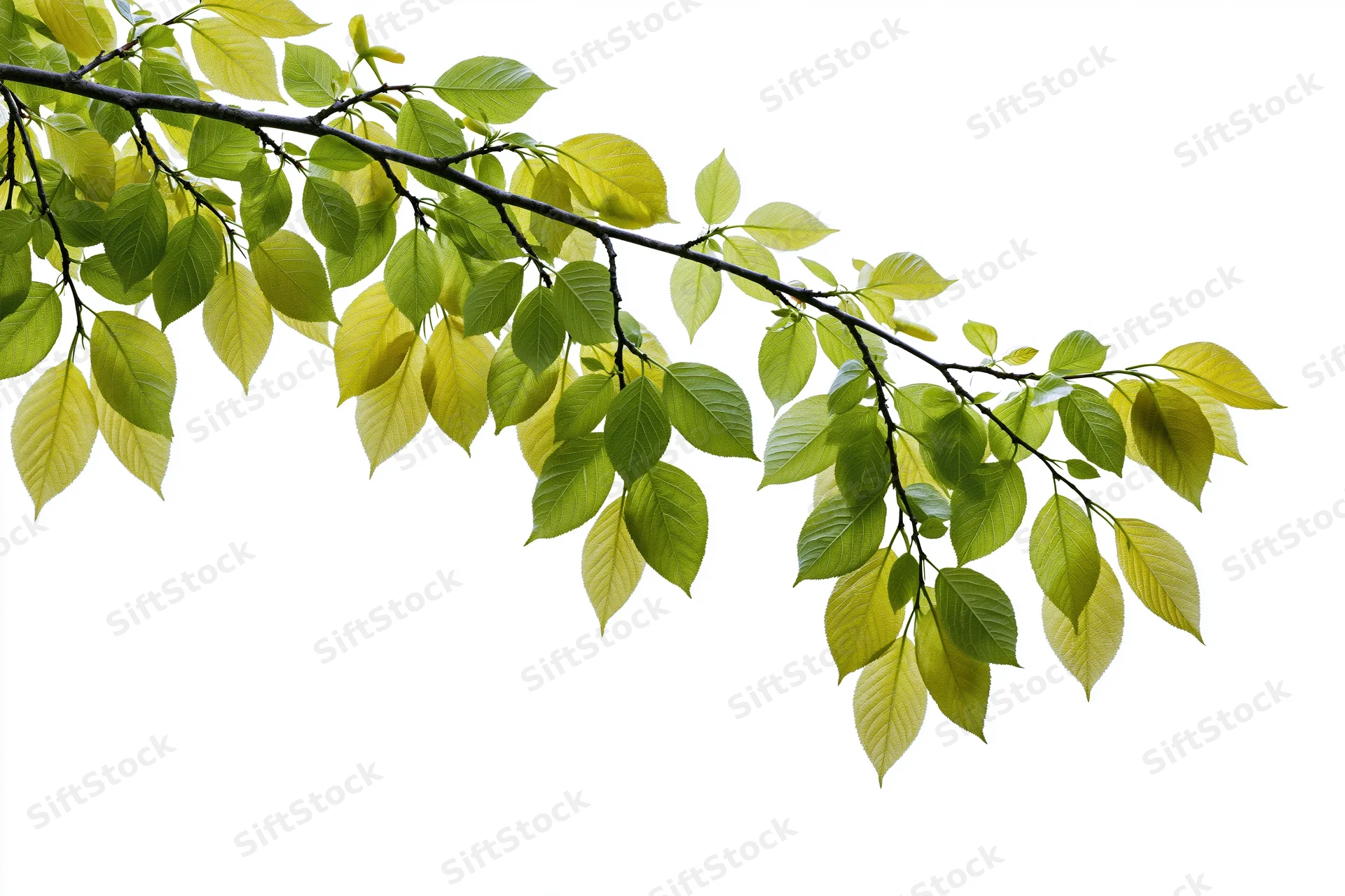 Tree branch with fresh green leaves arching diagonally across white background