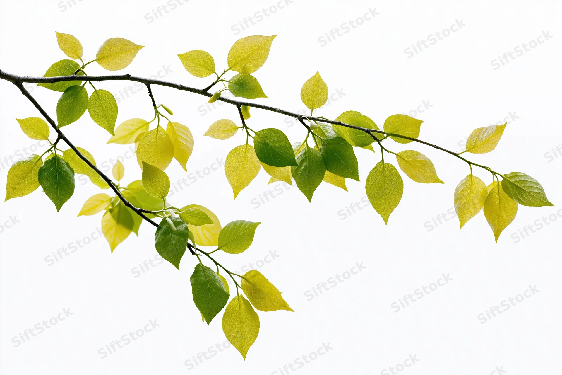 Tree branch with fresh spring leaves arching diagonally across white background