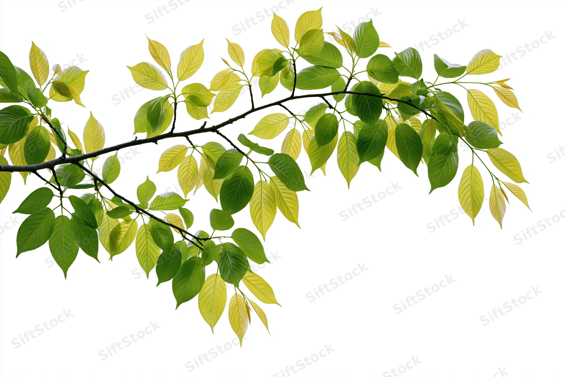 Tree branch with fresh green leaves arching diagonally across white background