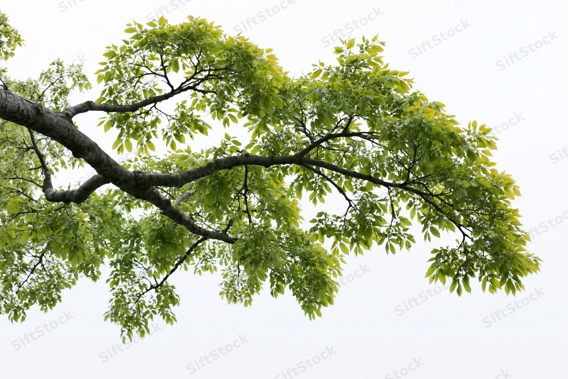 Tree branch with fresh green leaves spreading diagonally against overcast sky