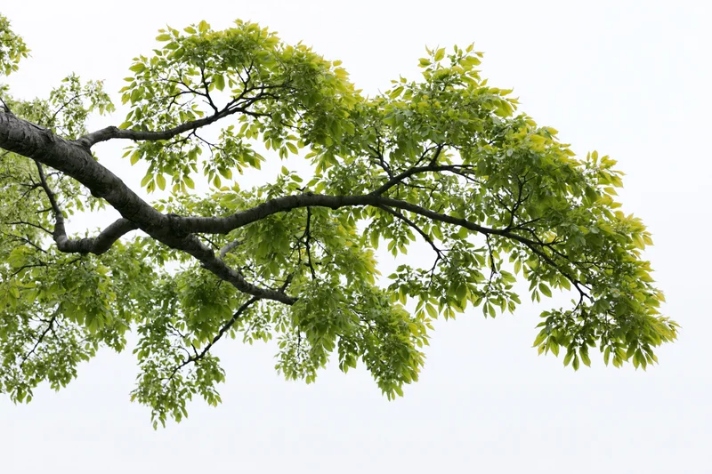 Tree branch with fresh green leaves spreading diagonally against overcast sky
