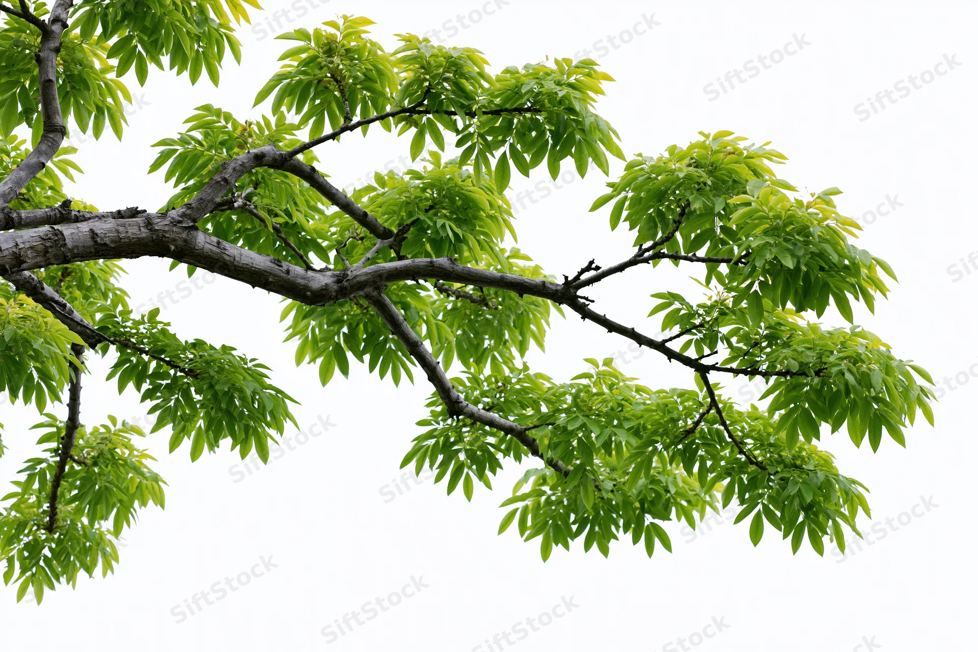 Tree branch with fresh green leaves spreading diagonally against white background