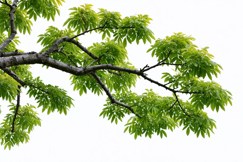 Tree branch with fresh green leaves spreading diagonally against white background