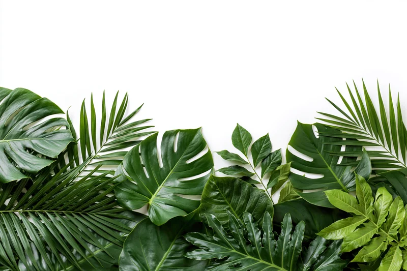 Tropical foliage border arrangement framing a clean white background with copyspace