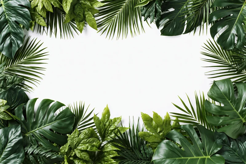 Tropical foliage arranged in a border frame around a white copyspace
