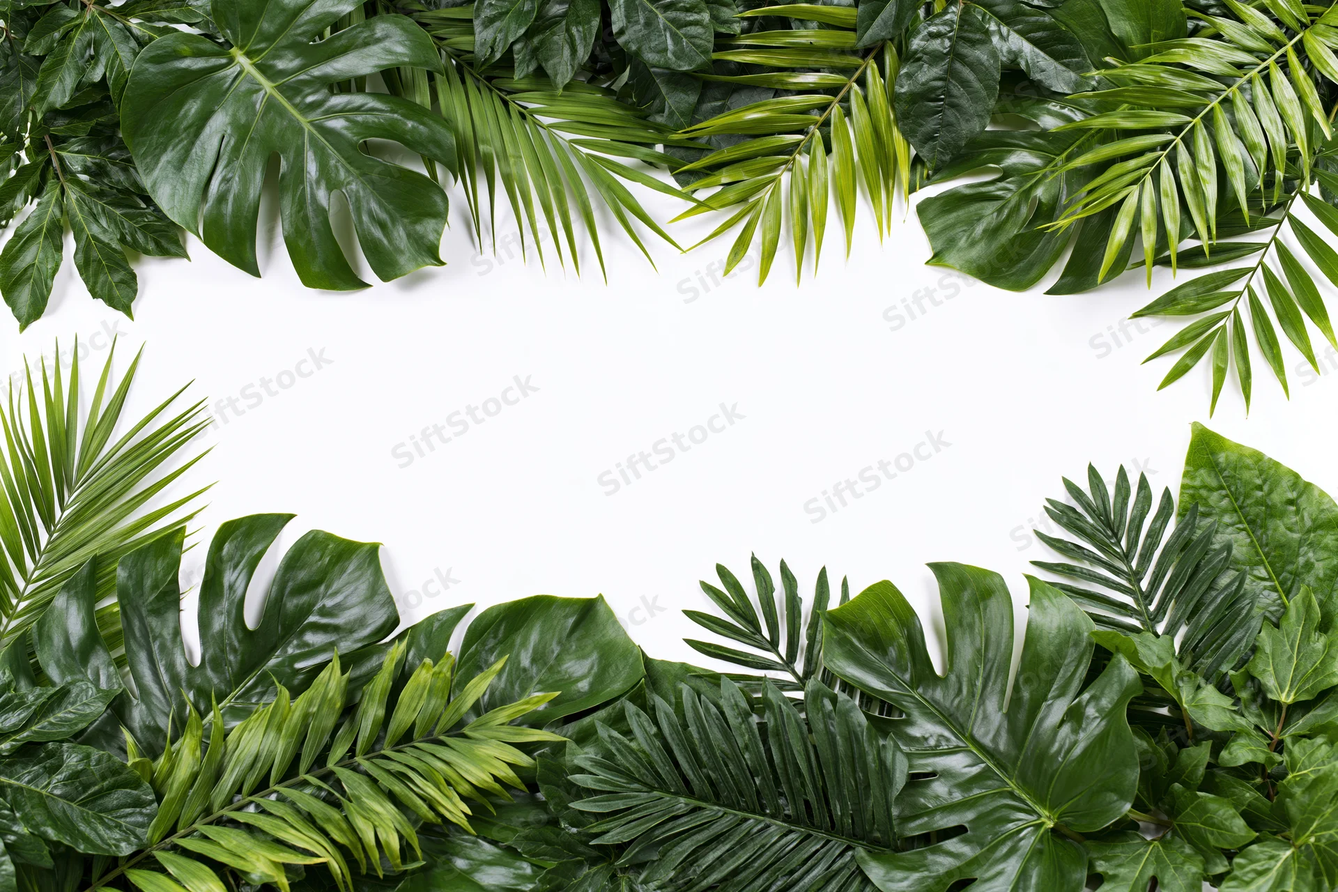 Tropical foliage arranged in border frame on white background with copyspace