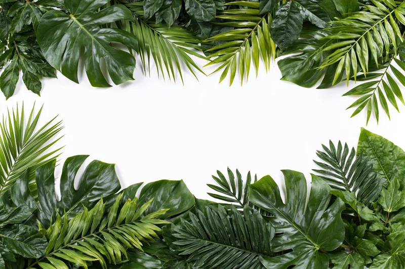 Tropical foliage arranged in border frame on white background with copyspace
