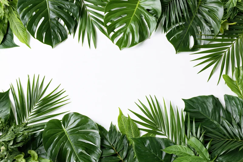 Tropical foliage arranged in a border frame around a white copyspace