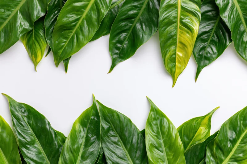 Tropical green leaves arranged in a border frame on white background with copyspace