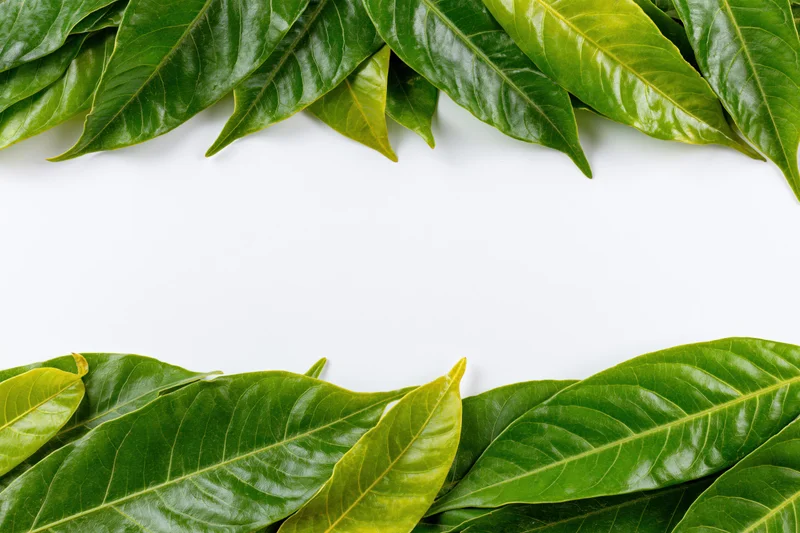 Tropical green leaves arranged in a border frame on white background with copyspace