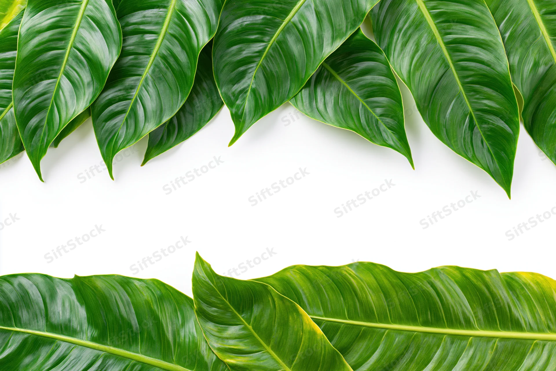 Tropical green leaves arranged as a natural border frame on white background with copyspace