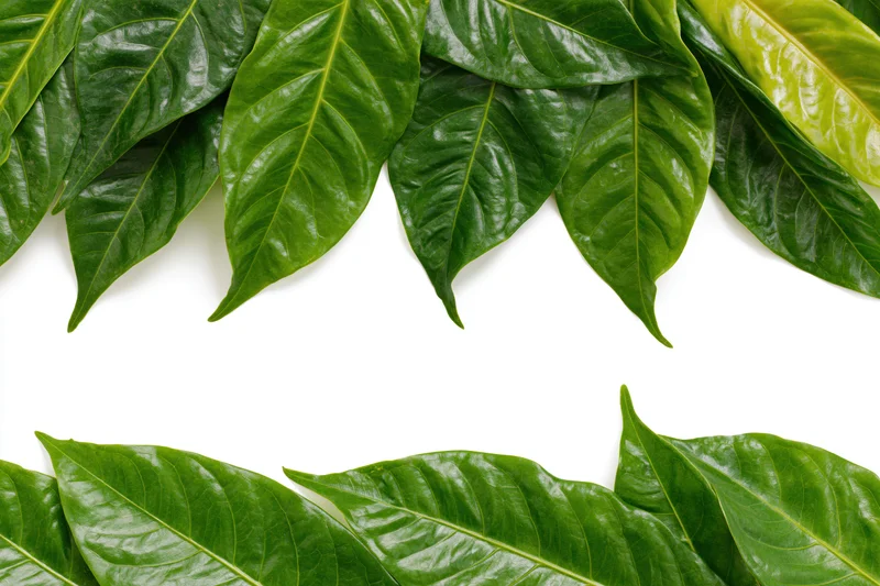 Tropical green leaves arranged as a natural border frame on white background with copyspace