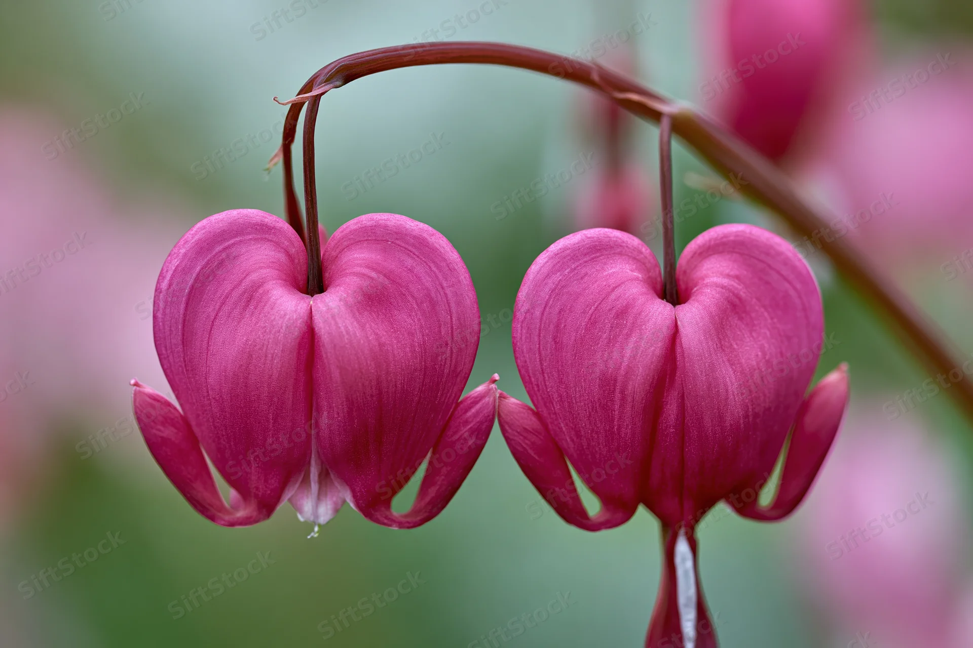 Two pink bleeding heart flowers hanging from an arching stem in a garden setting