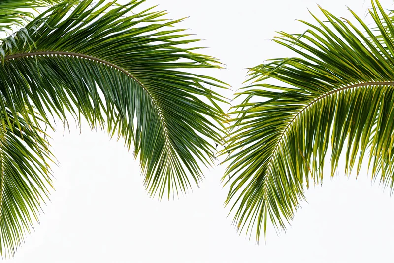 Two coconut palm fronds arching from upper left and right against white background