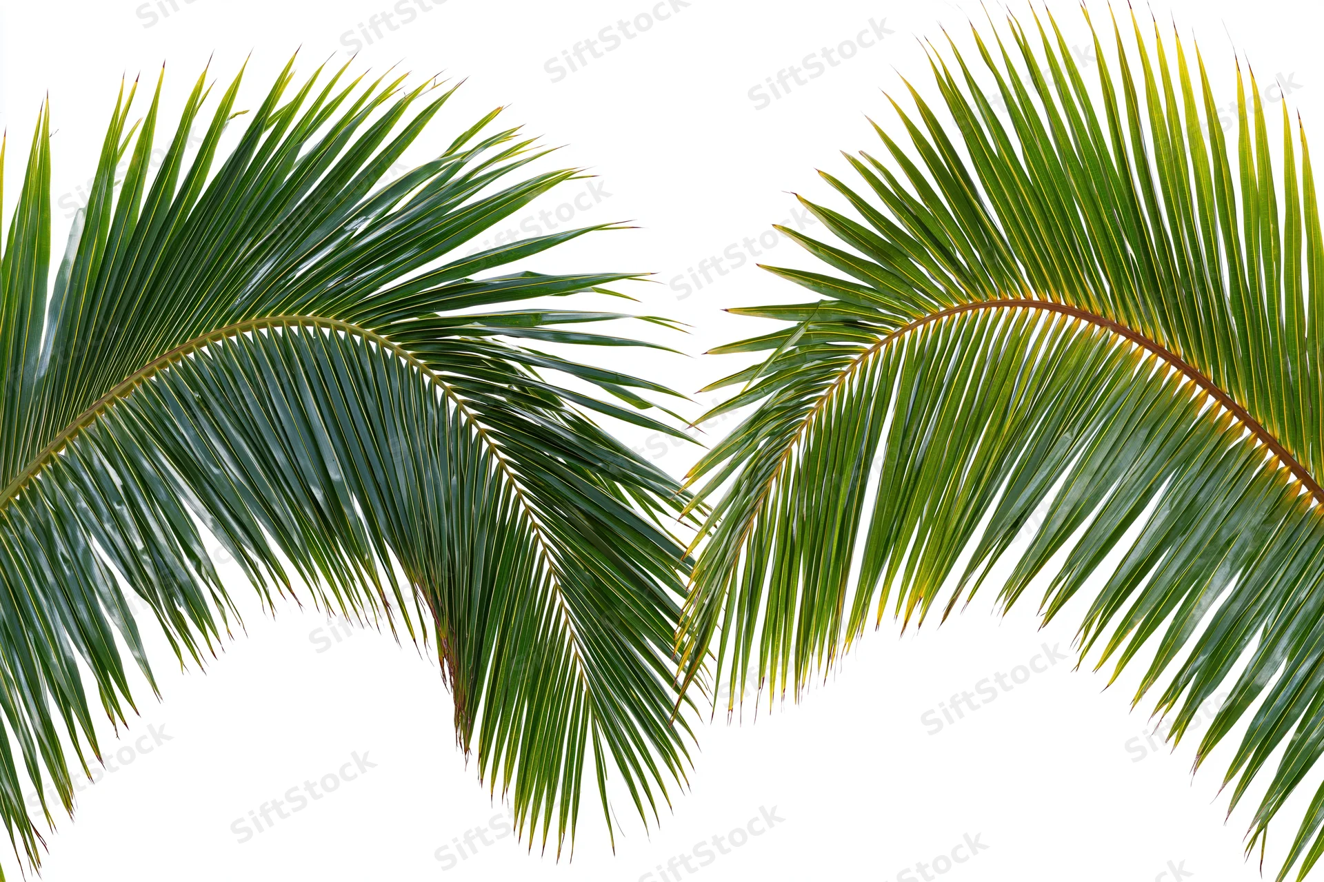 Two coconut palm fronds arching inward against a white background