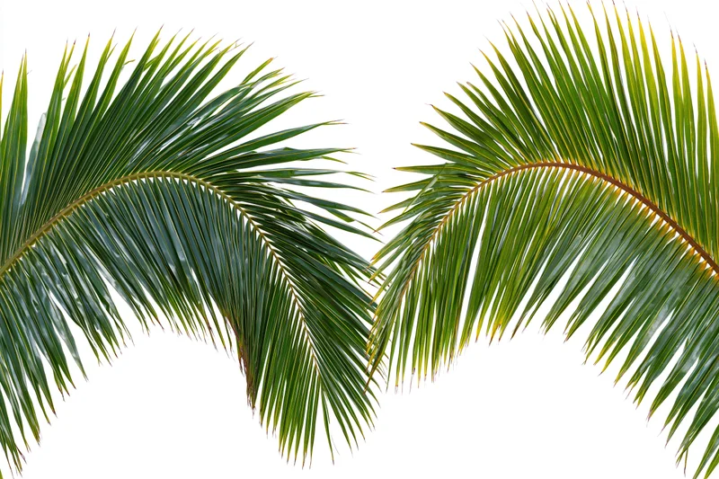 Two coconut palm fronds arching inward against a white background