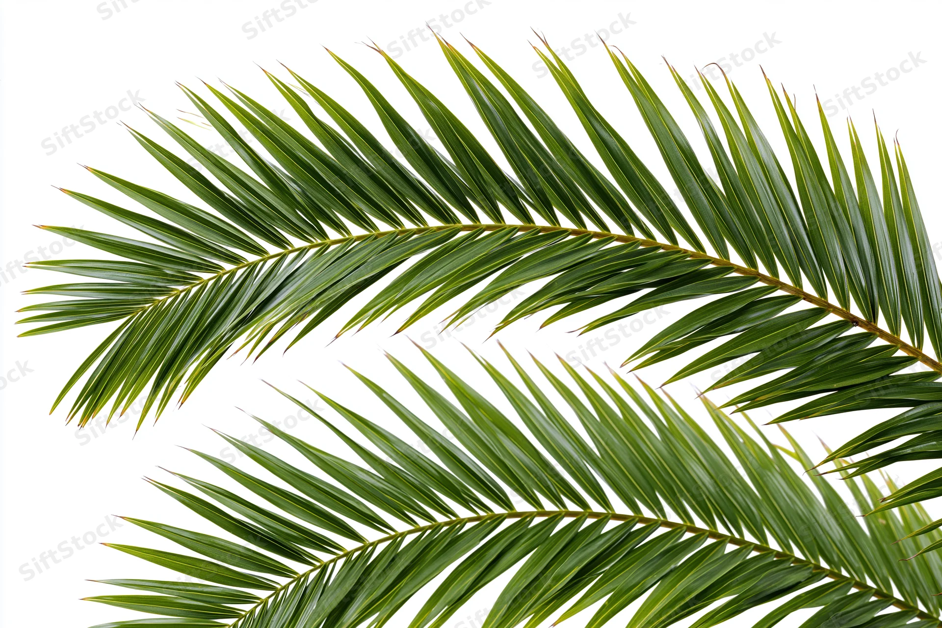 Two coconut palm fronds curving diagonally across frame isolated on white background